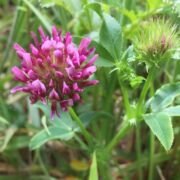 Clover, Cow Clover, Cow