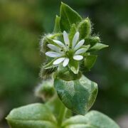 Chickweed, Sticky Mouse-ear Chickweed, Sticky Mouse-ear