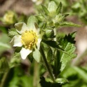 Cinquefoil, Sticky Cinquefoil, Sticky