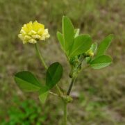 Clover, Hop Clover, Hop