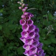 Foxglove Foxglove