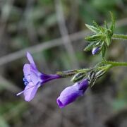 Gilia, Slender-flowered Gilia, Slender-flowered