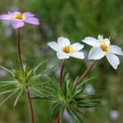 Linanthus, Variable Linanthus, Variable