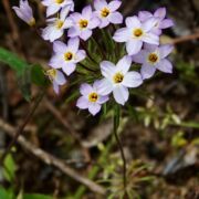Linanthus, Variable Linanthus, Variable