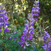 Lupine, Tree Lupine, Tree