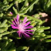 Magic Carpet Magic Carpet