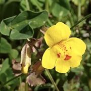 Monkeyflower, Seep Monkeyflower, Seep