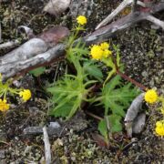 Sanicle, Coast Sanicle, Coast