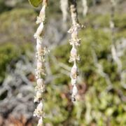 Silk Tassel, Coast male Silk Tassel, Coast male