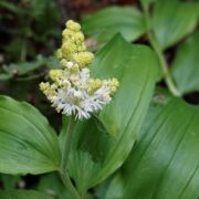 Solomon, Fat Solomon, Fat