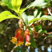 Twinberry, Black Twinberry, Black