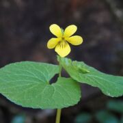 Violet, Redwood Violet, Redwood