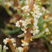 Dodder, Saltmarsh Dodder, Saltmarsh