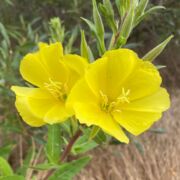 Evening-primrose, Hooker's Evening-primrose, Hooker's