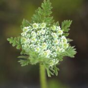 Rattlesnake weed Rattlesnake weed