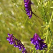 Vetch, Winter Vetch, Winter