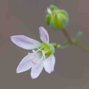 Flax, Western Flax, Western
