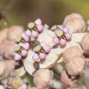 Milkweed, Woollypod Milkweed, Woollypod