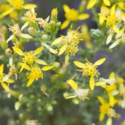 Mock Heather Mock Heather