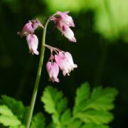 Bleeding Heart, Pacific