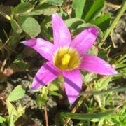 Sand Crocus, Rosy Sand Crocus, Rosy