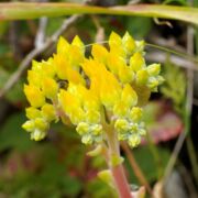 Lettuce, Sea Lettuce, Sea
