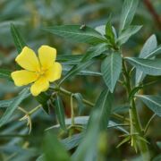 Primrose-willow, Uruguayan Primrose-willow, Uruguayan