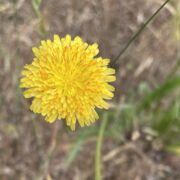 Agoseris, Large-flowered Agoseris, Large-flowered