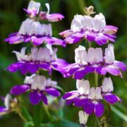 Chinese Houses Chinese Houses