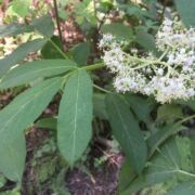 Hemlock, Western Water Hemlock, Western Water