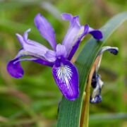 Iris, Douglas Iris, Douglas