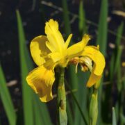 Iris, Yellow Flaghttps://montereywildflowers.com/iridaceae/ Iris, Yellow Flag