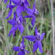 Larkspur, Zigzag Larkspur, Zigzag