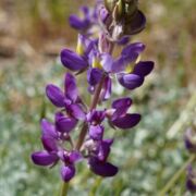 Lupine, Abrams' Bush Lupine, Abrams' Bush
