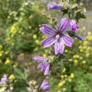 Mallow, Cretan Mallow, Cretan