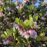 Manzanita, Toro Manzanita, Toro