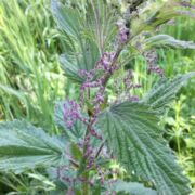 Nettle, Hoary Nettle, Hoary