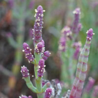 Pickleweed Pickleweed