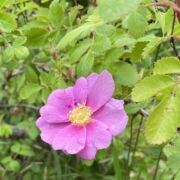 Rose, California Wild https://montereywildflowers.com/rosaceae-rose/# Rose, California Wild
