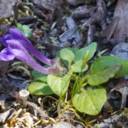 Skullcap, Danny’s Skullcap, Danny’s