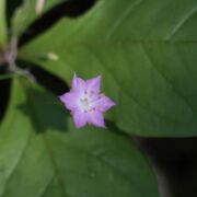 Star flower Star flower