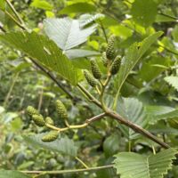 Alder, White Alder, White