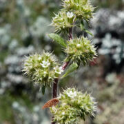 Spineflower, Monterey
